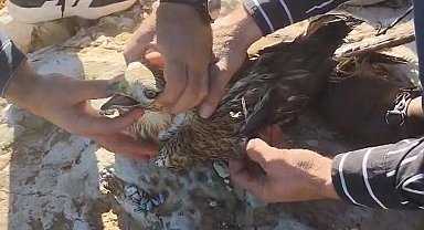 Şanlıurfa'da yaralı halde bulunan kızıl şahin jandarmaya teslim edildi