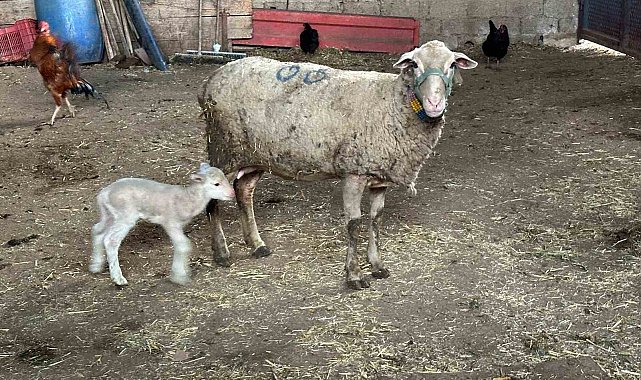 Şapa karşı 'hayvanlara küflü domates yedirmeyin, idrar içirmeyin' uyarısı