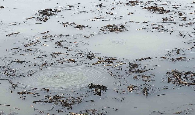 Sapanca Gölü'nden sonra bir korkutan görüntü de Efteni Gölü'nde oluştu