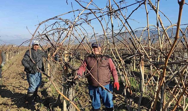 Sarıgöl'de bağ budama işçi ücretleri belli oldu