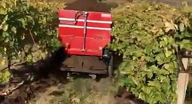 Sarıgöl'de bağlara kışlık doğal gübre verilmeye başlandı