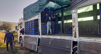 Sarıgöl'de örtüaltı üzüm hasadı devam ediyor