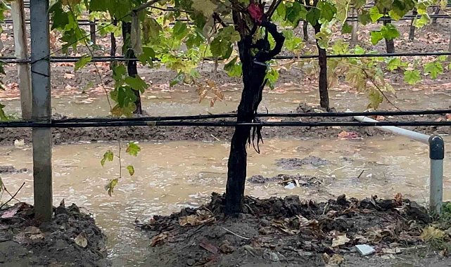 Sarıgöl'de özlenen yağışlar çiftçinin yüzünü güldürdü