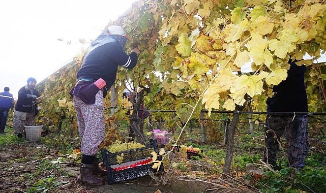 Sarıgöl'de üzüm hasadı aralıksız sürüyor