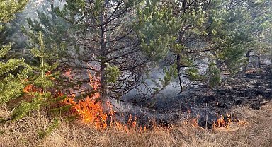 Sarıkamış ormanlarında örtü yangını