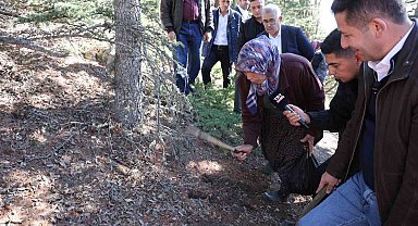 Sedir mantarının geleceği için uyarı: "Her mantar toplanmaz"