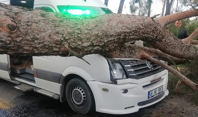 Seyir halindeki minibüsün üstüne ağaç devrildi