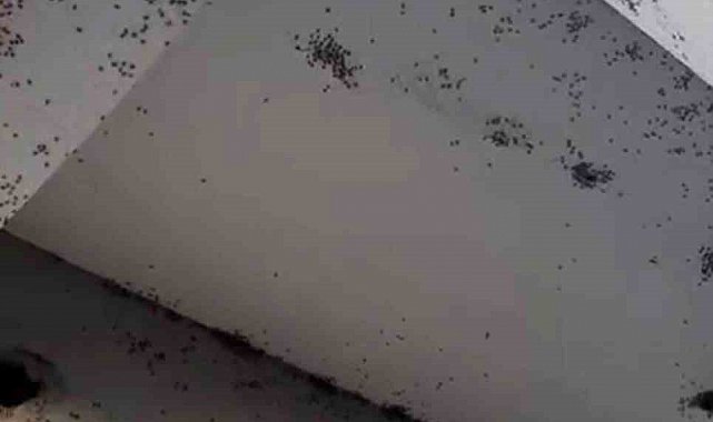 Siirt'te bir evin dış cephesini sinekler istila etti