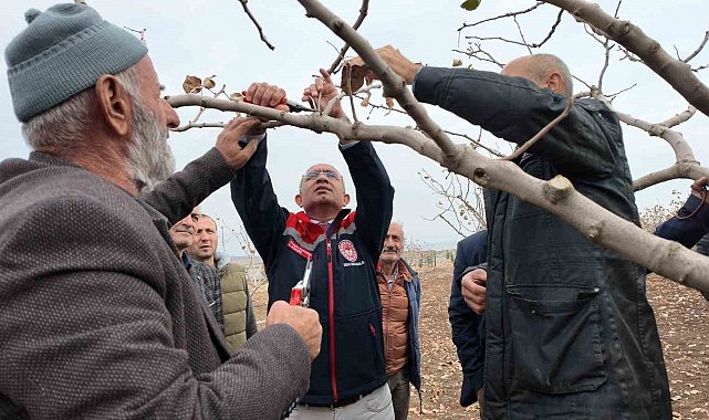 Siirt'te fıstık üreticilerine teorik ve pratik 'budama' ile 'gübreleme' eğitimi