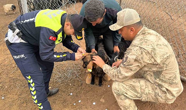 Siirt'te hayvan kazalarının önlenmesi için sürüye "reflektif bant" takıldı