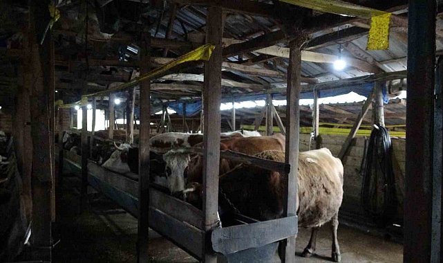 Şile'de şap alarmı: 3 köy karantinada, 18 mahalle gözetim altında