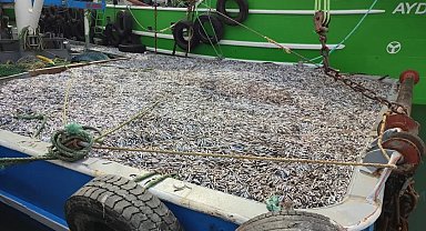 Sinop'ta hamsi denetimleri