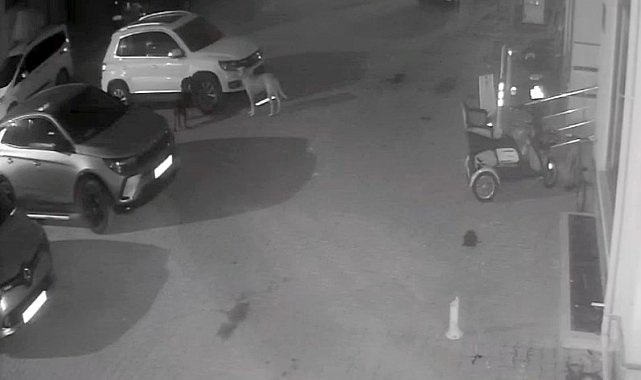 Sokak köpekleri park halindeki aracı parçaladı: O anlar kamerada