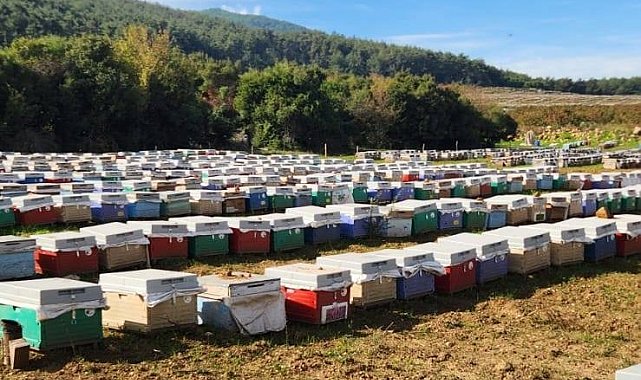 Söke'de arılı kovan tespiti yapıldı