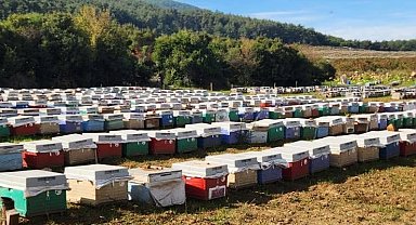 Söke'de arılı kovan tespiti yapıldı