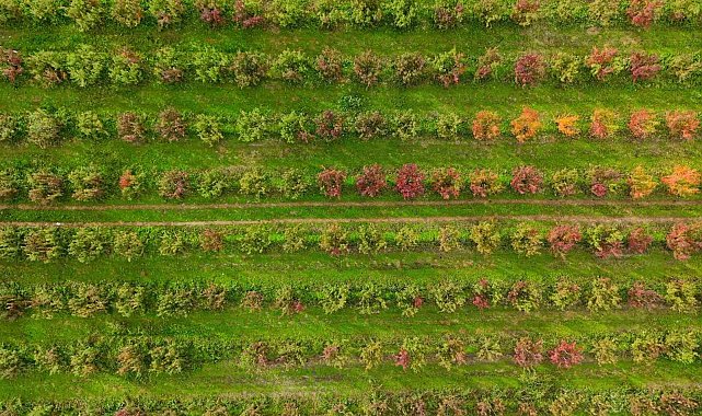 Sonbaharın renk cümbüşü Uludağ eteklerinde