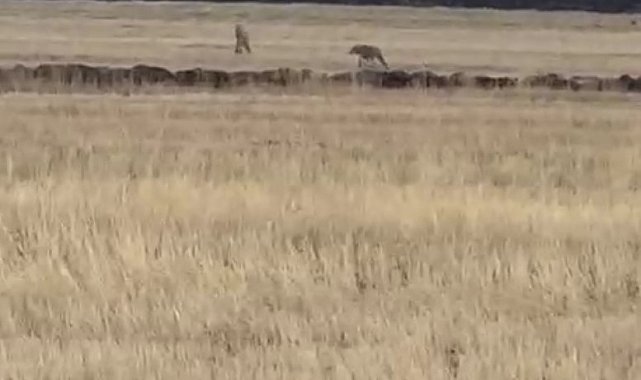 Susuz'da kurt sürüsü görüntülendi