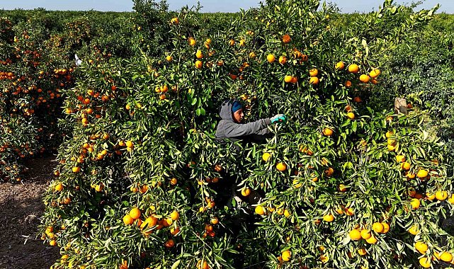 Tarım işçilerinin grevi mandalinayı dalında bıraktı: Kilosu 3 liraya kadar geriledi