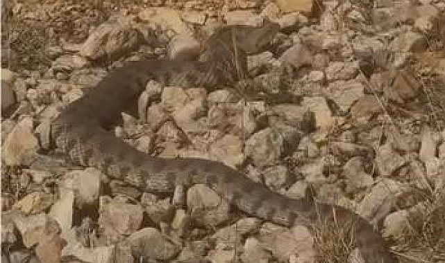 Tek ısırığı bir insanı öldürmeye yeten dev engerek yılanı görüntülendi