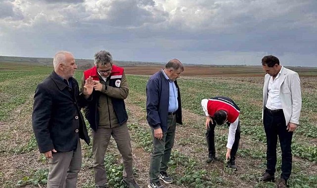 Tekirdağ'da anıza kanola ekimi