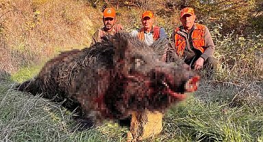 Tekirdağ'da avcılar bile şaşırdı: 300 kiloluk yaban domuzu avlandı