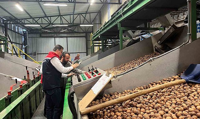 Tekirdağ'da ceviz ekim alanları genişliyor