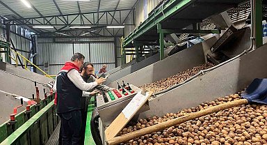 Tekirdağ'da ceviz ekim alanları genişliyor