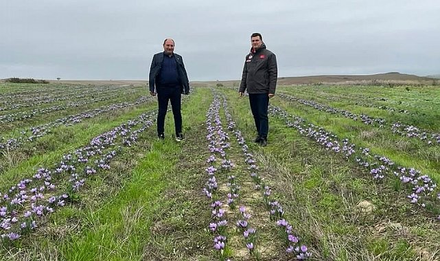 Tekirdağ'da safran üretimi yaygınlaşıyor