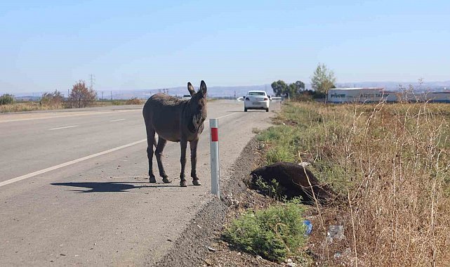 Telef olan annesinin başında beklediği görüntülerle duygulandıran sıpa yeni yuvasında yaşamaya başladı
