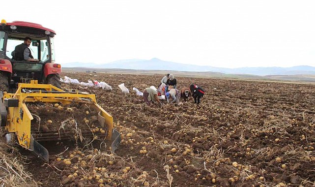 Tercan Ovası'nda kışlık patates bereketi