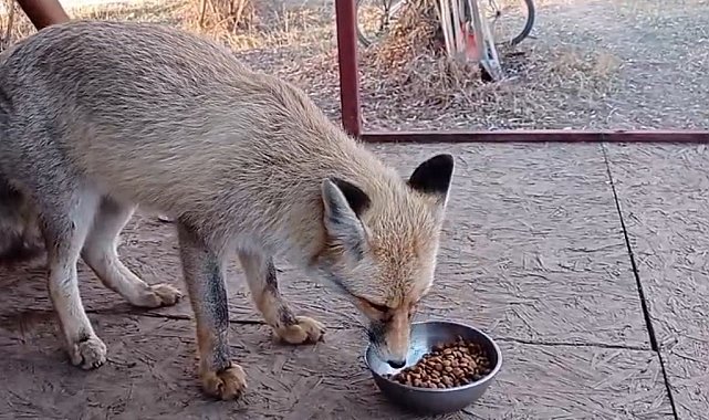 Tilki ile sohbet gülümsetti