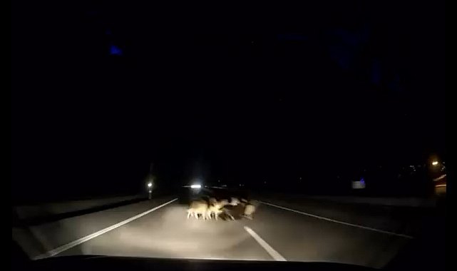 Tokat'ta otomobil sürüye çarptı: 12 koyun telef oldu