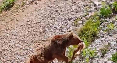 Tunceli'de ayının avı dron ile görüntülendi