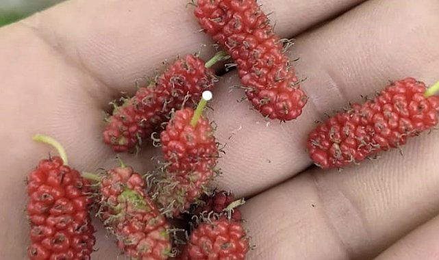 Tunceli'de dut ağacı mevsimi şaşırdı, ikinci kez meyve verdi