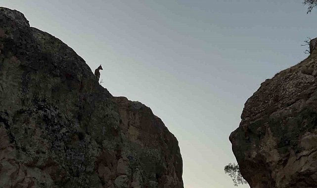 Tunceli'de koruma altındaki dağ keçileri görüntülendi