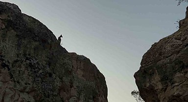 Tunceli'de koruma altındaki dağ keçileri görüntülendi