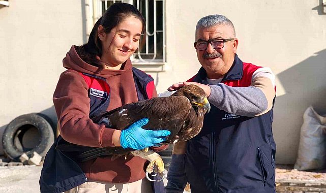 Tunceli'de yaralı halde bulunan kartal, tedavi altına alındı