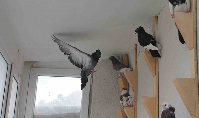 Türk fısıldayıcısı Bayburt Güvercini sesiyle büyülüyor