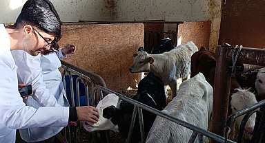 Üniversite öğrencileri Van'da sertifikalı sığır yetiştiriciliği eğitimine katıldı