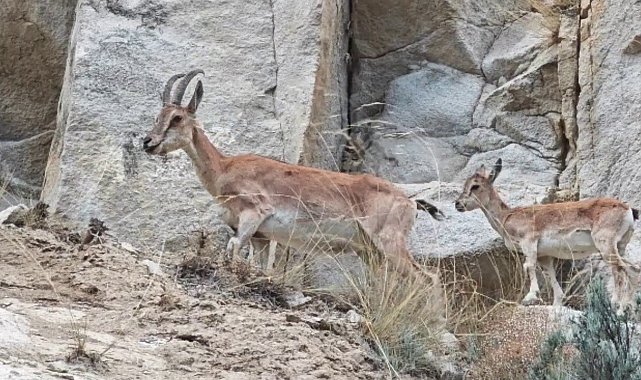 Uzundere'de dağ keçileri görüntülendi
