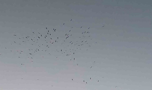 Van Gölü üzerinde kuş sürüsünün görsel şöleni