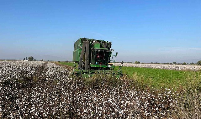 Yağışlar pamuğu etkiledi