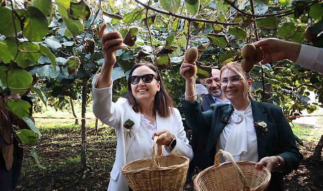 Yalova'nın coğrafi işaretli meyvesi kivide hasat sevinci