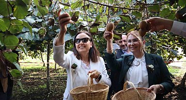 Yalova'nın coğrafi işaretli meyvesi kivide hasat sevinci