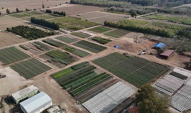 Yanan ormanlar üretilen milyonlarca fidanla yeşerecek