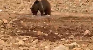 Yol kenarındaki ayıya 'hamsi' ziyafeti verdiler