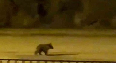 Yolunu şaşıran yavru ayı ilçe merkezine indi