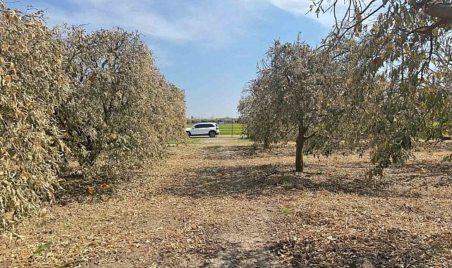 Yüreğir Ziraat Odası Başkanı Doğan: "Greyfurt üreticileri de destek programına alınmalı"