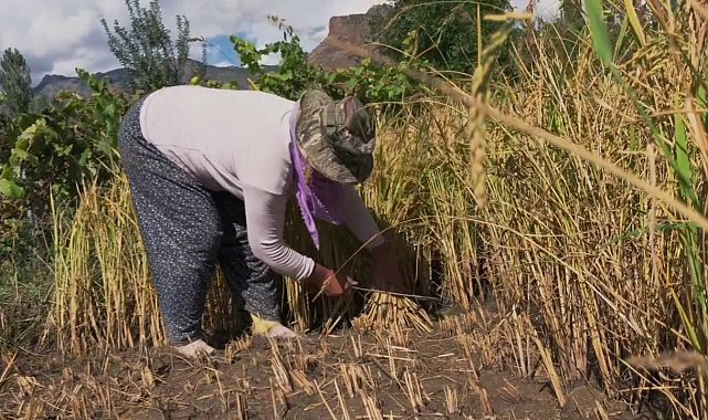 Yusufeli'nde pirinç hasadı başladı: Dağların arasında bereketli topraklar