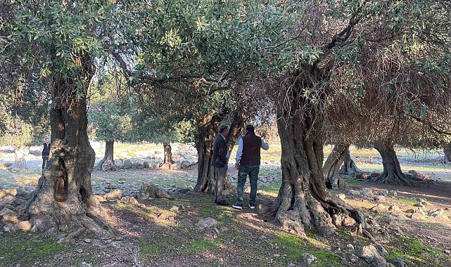 Yüzlerce yıldır İspanya ve İtalya'dan sonra sadece Gökçeada'da yetişiyor